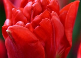 Tulipa Double Twist ® (3)